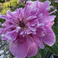 Linda's Dream - Pilt 2