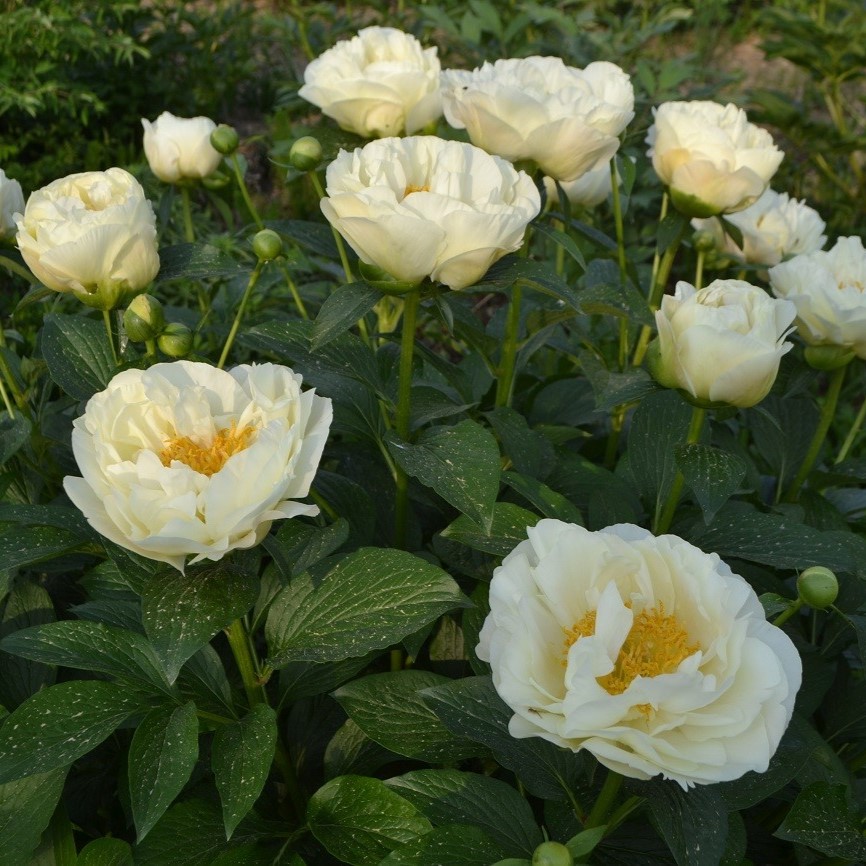 Lohengrin-miel-products-924-1848 Lohengrin - Pilt 1