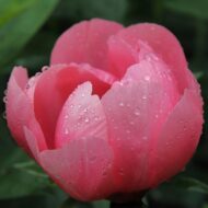 Lovely Rose