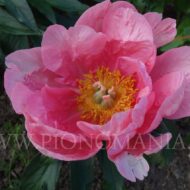 Lovely Rose - Pilt 3