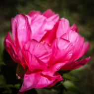 Lovely Rose - Pilt 2