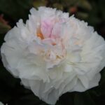 Love's Touch