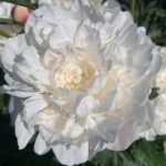 Madame Crousse