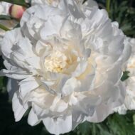 Madame Crousse