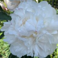 Madame Crousse - Pilt 2