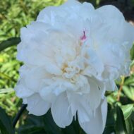 Madame Crousse - Pilt 3
