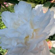Madame Crousse - Pilt 4