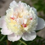 Madame de Galhau
