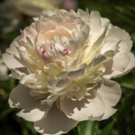 Madame de Galhau - Pilt 2