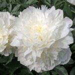 Madame Emile Lemoine