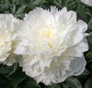 Madame Emile Lemoine