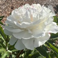 Madame Emile Lemoine - Pilt 3