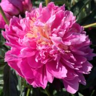Madame Loise Mere - Pilt 2