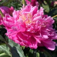 Madame Loise Mere - Pilt 3