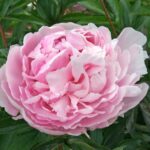 Madame Manchet