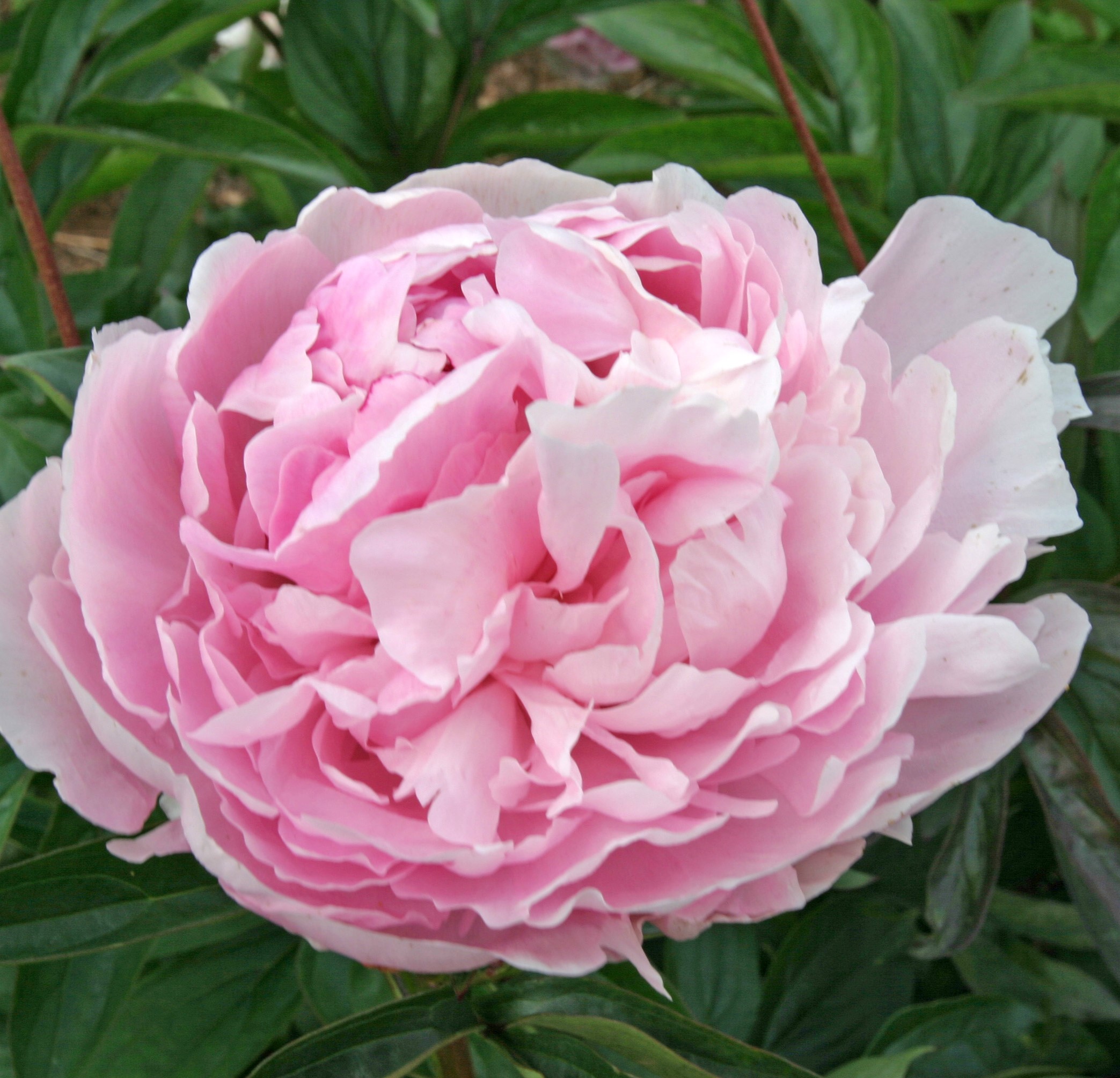 Madame-Manchet Madame Manchet - Pilt 1