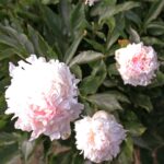 Madame de Vatry