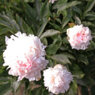 Madame de Vatry