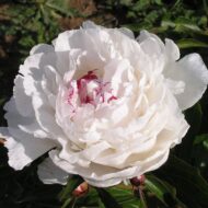 Madame de Vatry - Pilt 2