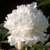 Madame de Verneville - Pilt 2