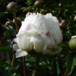 Madame de Verneville