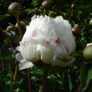 Madame de Verneville