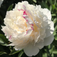 Madame de Verneville - Pilt 5
