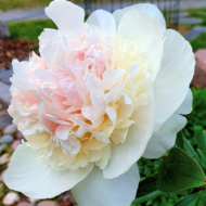 Madame de Verneville - Pilt 4