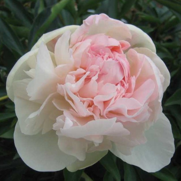 Mademoiselle-Leonie-Calot-Gartenpfingstrose-Chinesische-Pfingstrose-K Mademoiselle Leonie Calot - Pilt 1
