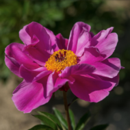 Magenta Gem