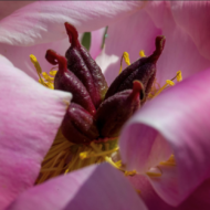 Magenta Gem - Pilt 2