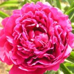 Magenta Moon