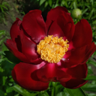 Mahogany