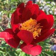 Mahogany - Pilt 2