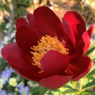 Mahogany - Pilt 4
