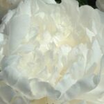 Margaret's Delight