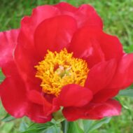 Marie Antoinette - Pilt 2