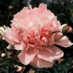 Marie Crousse