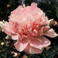 Marie Crousse