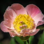 Mary Pratte