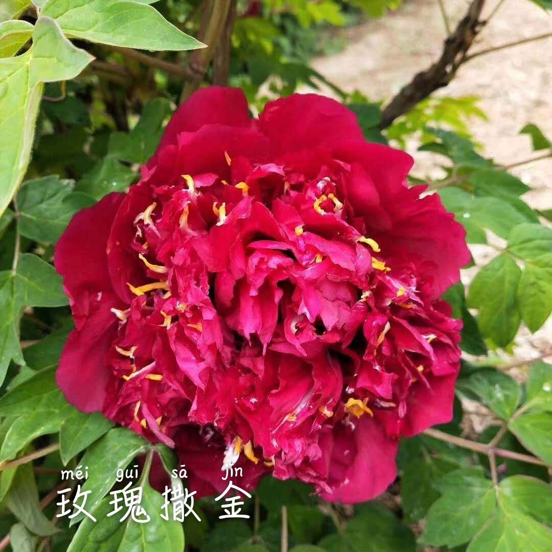 Mei-Gui-Sa-Jin Mei Gui Sa Jin - Pilt 1