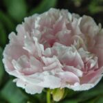 Madame Loise Mere