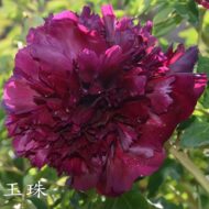 Mo Guan Yu Zhu