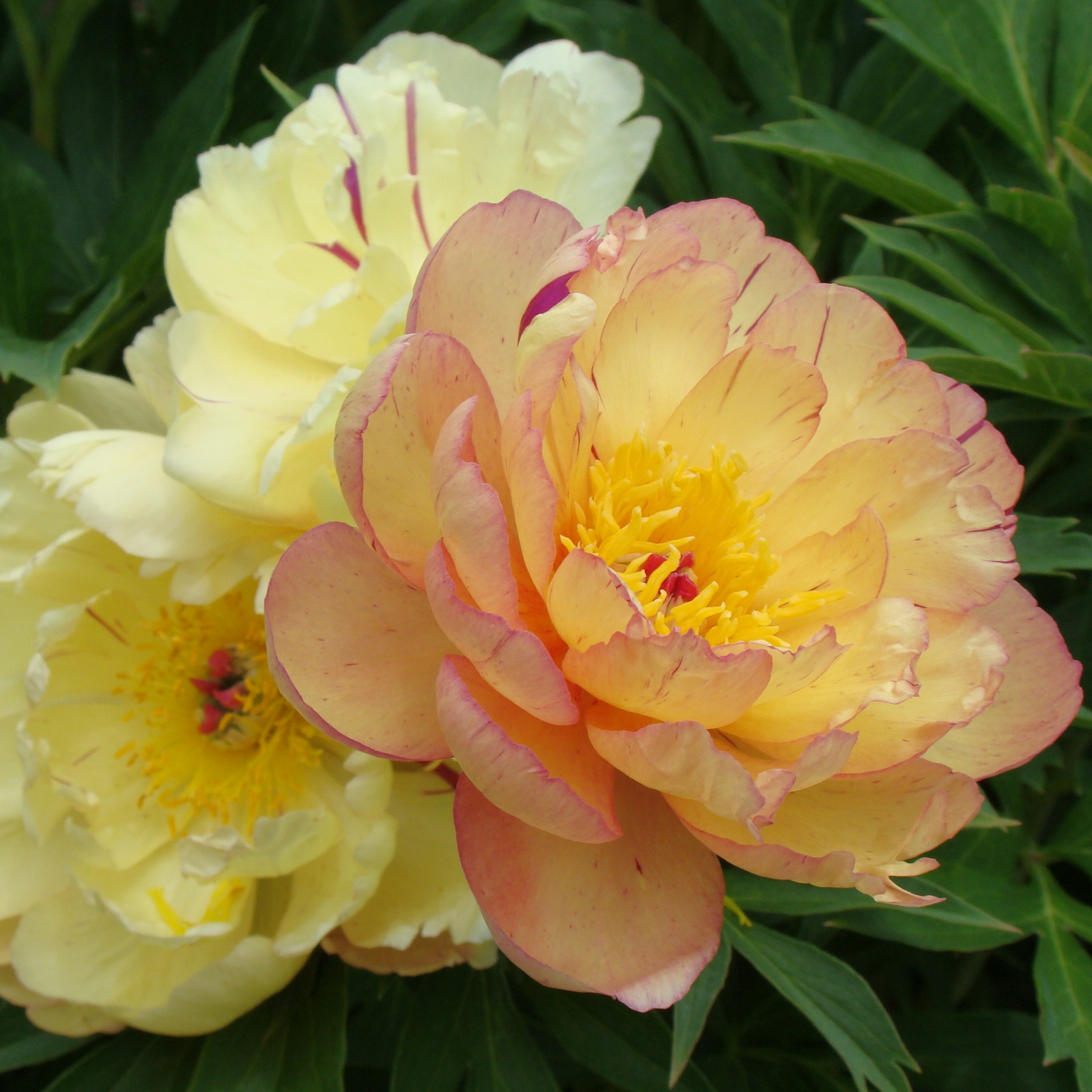 Moc-Orange-Yellow-don-1543-1 Mock Orange Yellow - Pilt 1