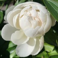 Mont Blanc - Pilt 2