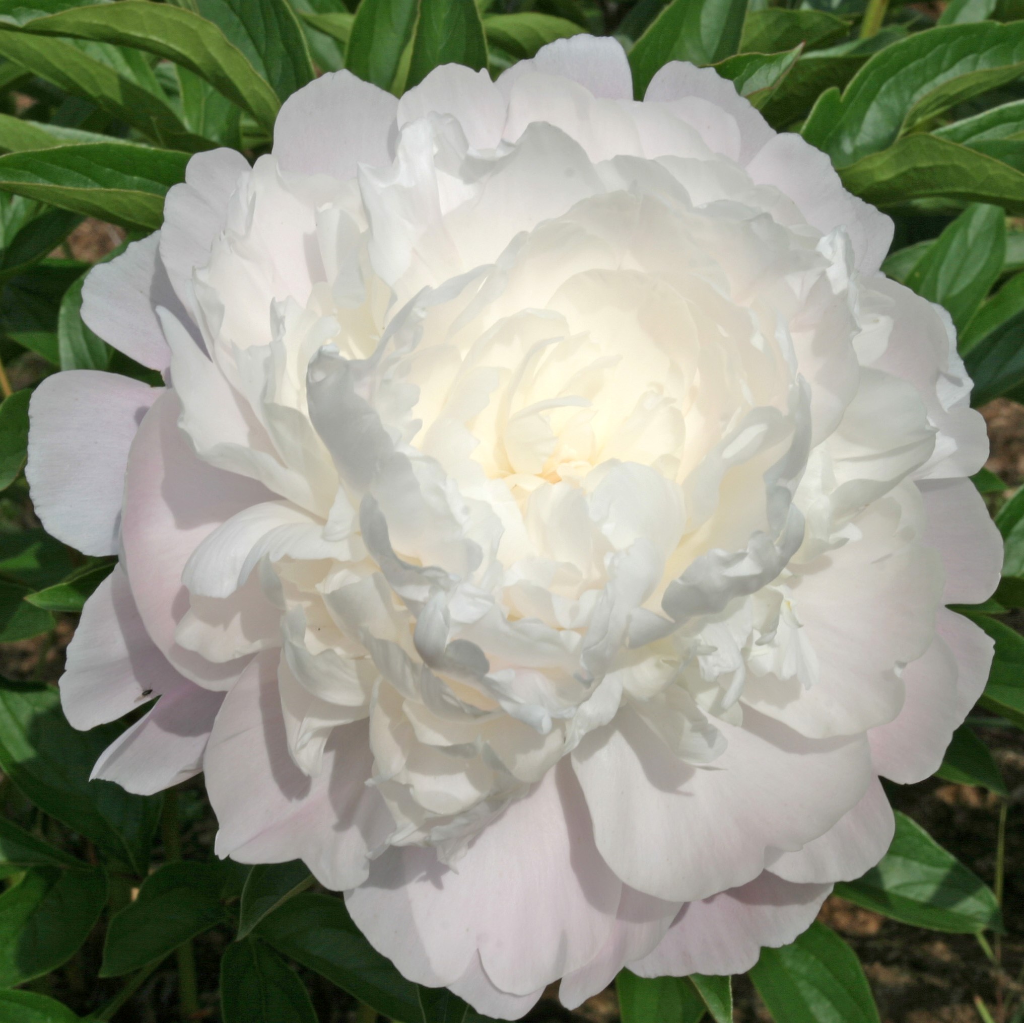 Moonstone Moonstone - Pilt 1