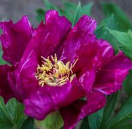 Morning Lilac - Pilt 2
