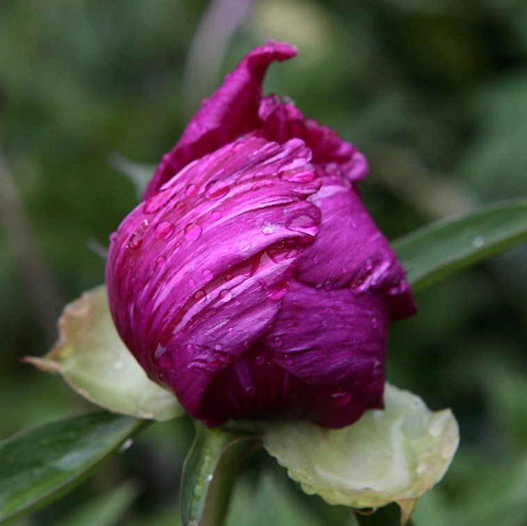 Morning-Lilac-nupp-MB Morning Lilac - Pilt 1