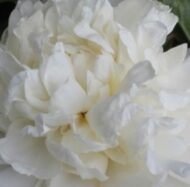 Mother's Day - Pilt 3