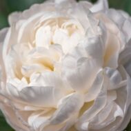 Mother's Day - Pilt 2